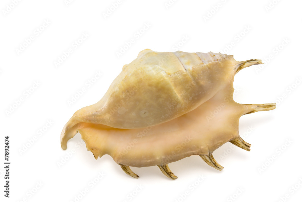 Mollusk shell Mollusk shell