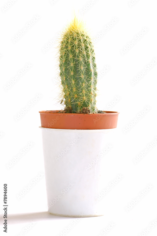 Fresh plant isolated on white Fresh plant isolated on white
