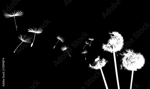 dandelion in the wind
