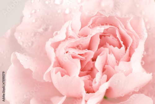 Carnation 