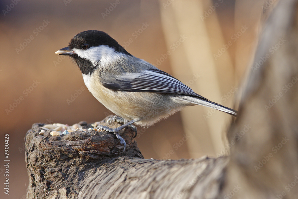 Obraz premium Black-capped chickodee