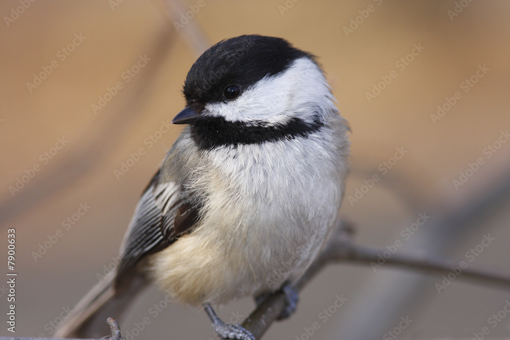 Obraz premium Black-capped chickodee