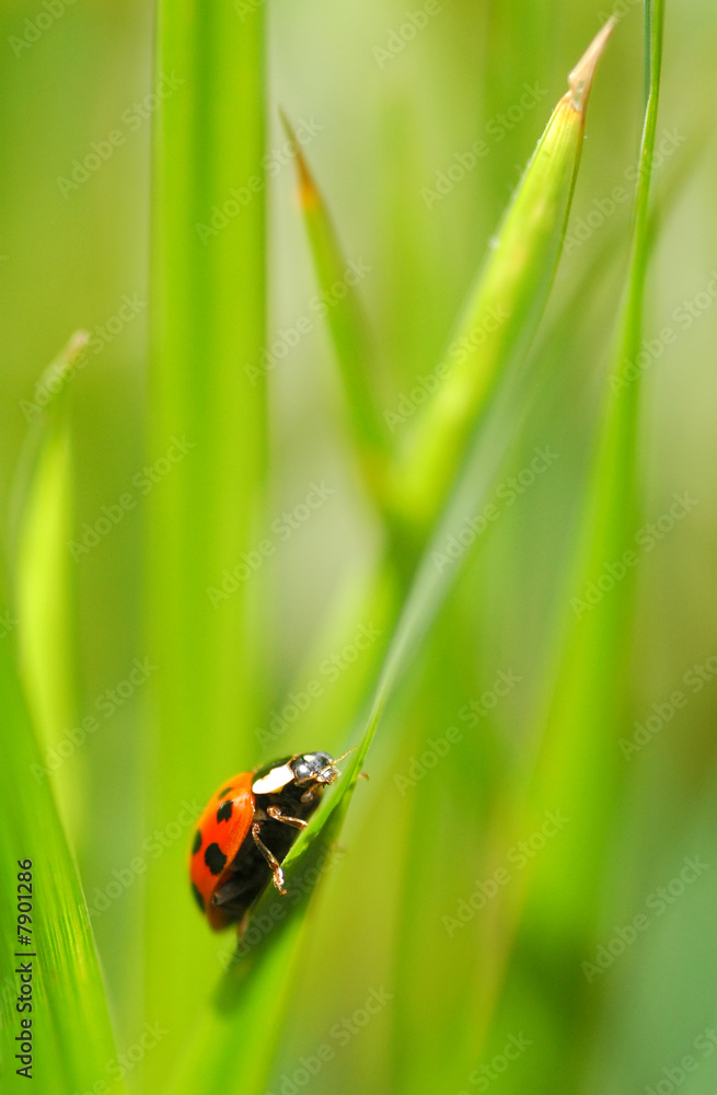 Fototapeta premium an uphill struggle for a lonely ladybug