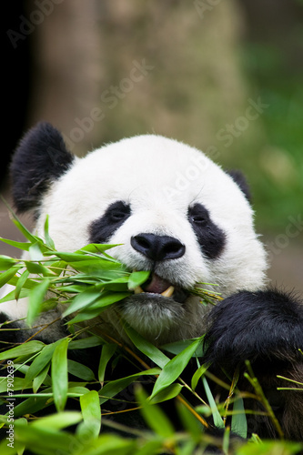 Fototapeta Naklejka Na Ścianę i Meble -  Panda Bear Eating