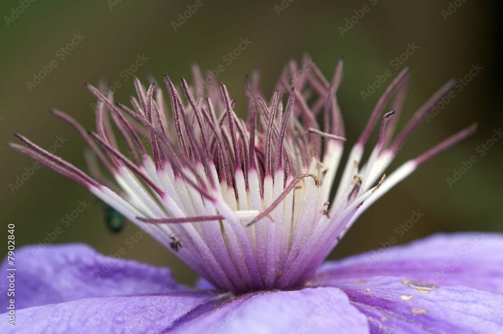 Obraz premium Macro Flower