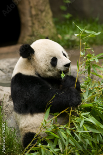 Fototapeta Naklejka Na Ścianę i Meble -  Panda Bear Eating