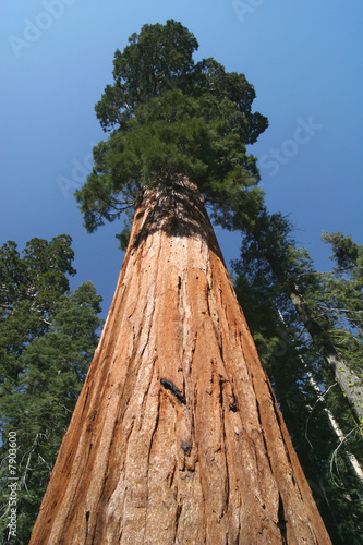 Sequoia sempervirens #7903600