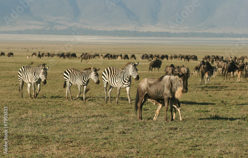 Fototapeta Naklejka Na Ścianę i Meble -  Zebras againts Herd of Wildebeest