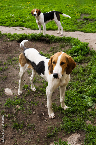 Hunting dogs
