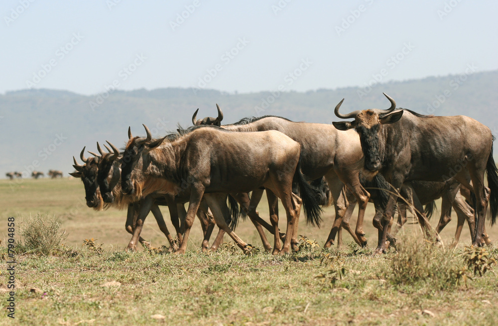 Herd of Wildebeest.