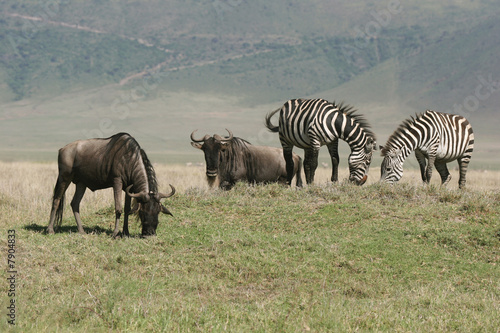 Zebras and Wildebeest grazing