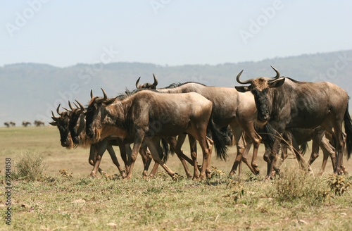 Herd of Wildebeest. © urosr