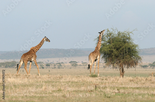 Giraffes in the savanna