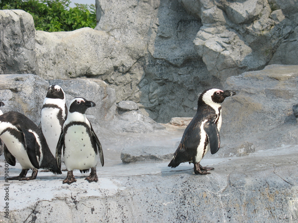 Fototapeta premium Mean Penguins