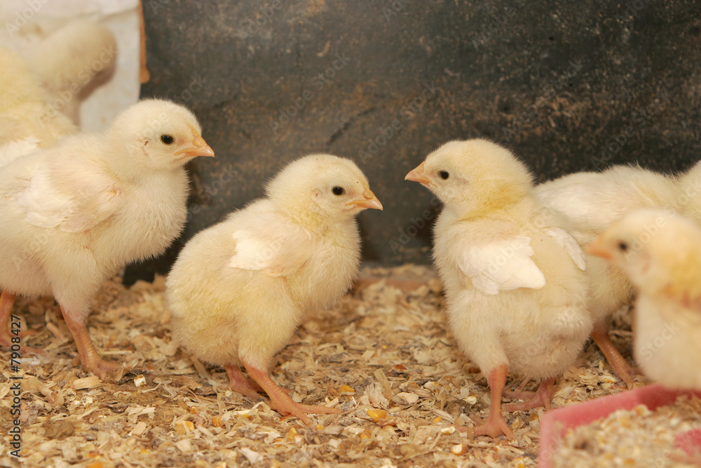 brand new chick brand new chick