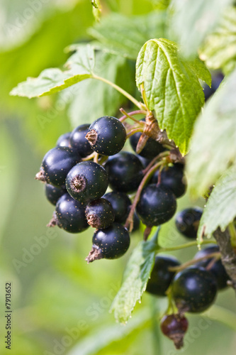 black currant