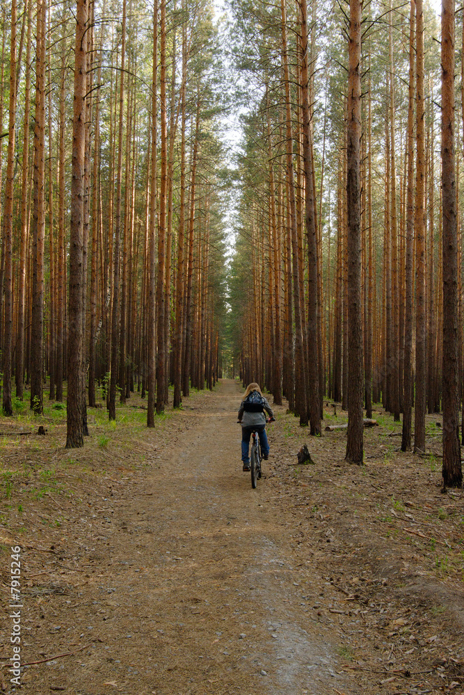 Fototapeta premium woman is cycling in pine forest