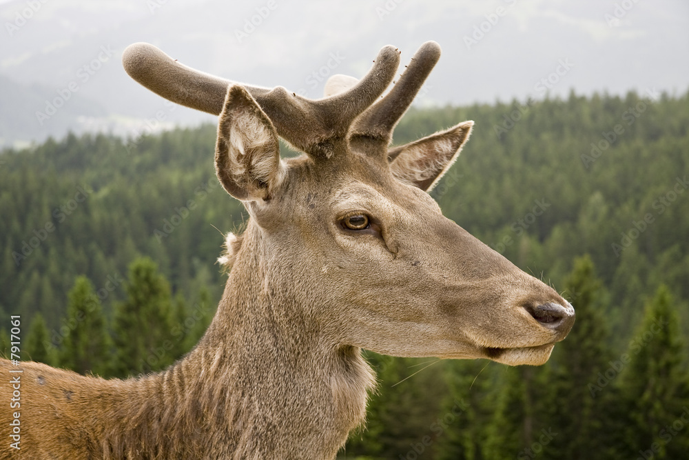 Wild red deer in the forest