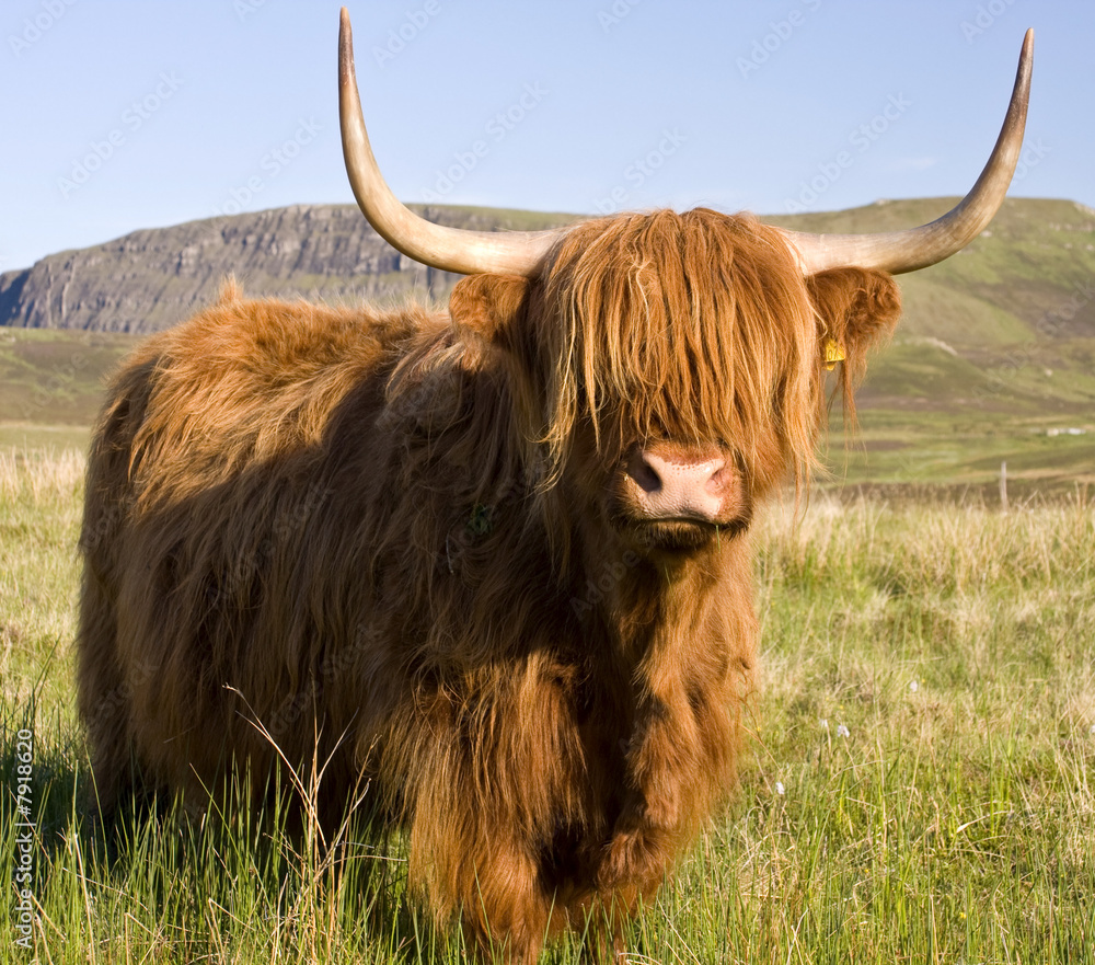 Scottish highland cow Scottish highland cow