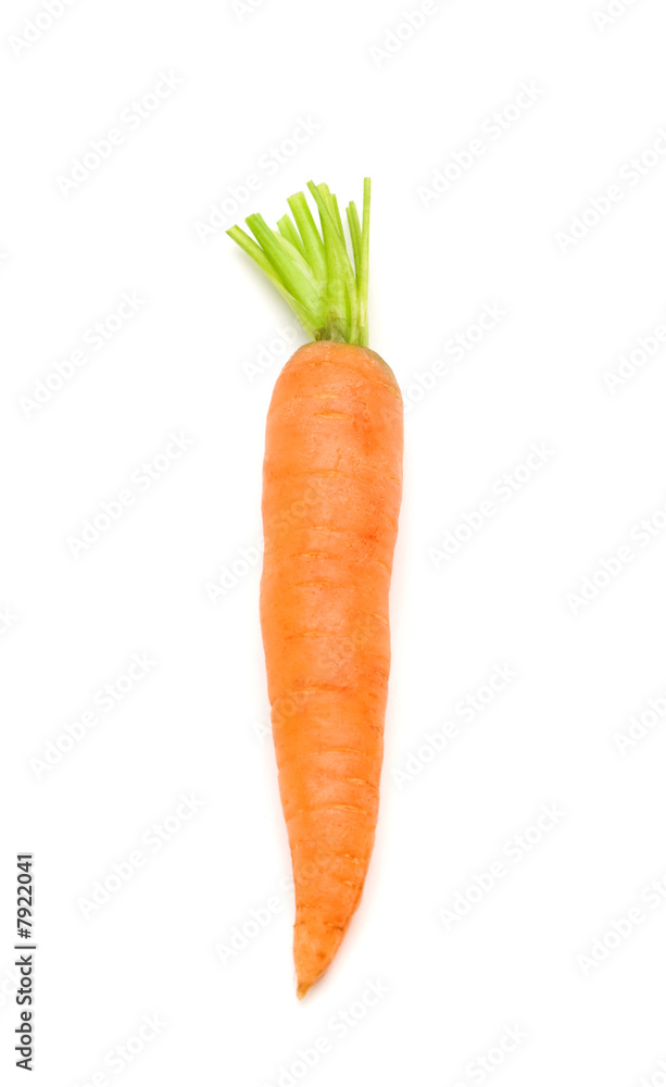 one fresh carrot on white background one fresh carrot on white background