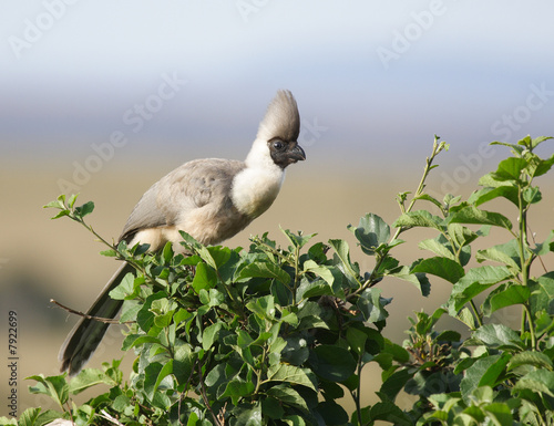White-bellied Go-away-bird 1