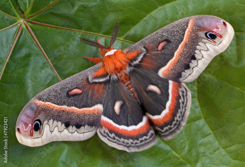 Cecropia moth on maple leaf