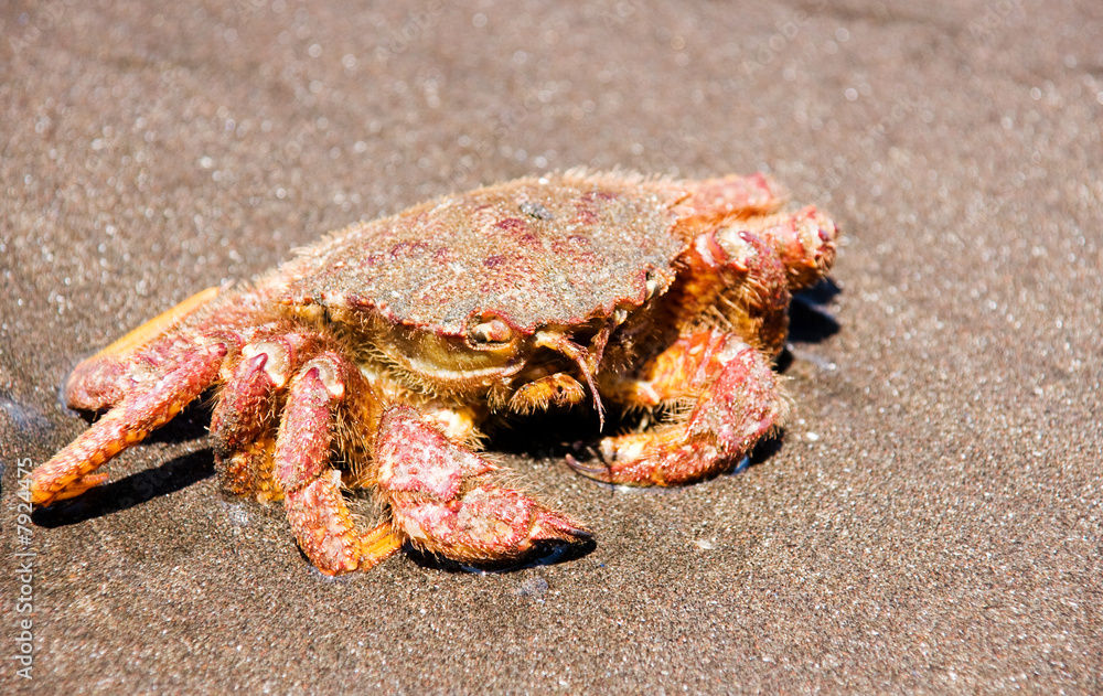 crab (Erimacrus isenbeckii )