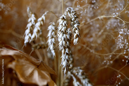 Bread Grain