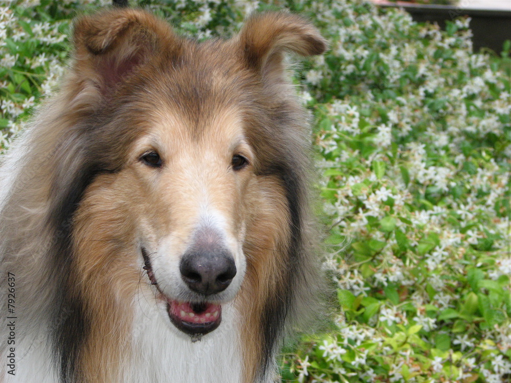 Collie dog head portrait