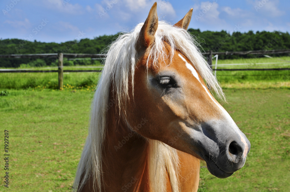 Obraz premium Pferd auf Koppel