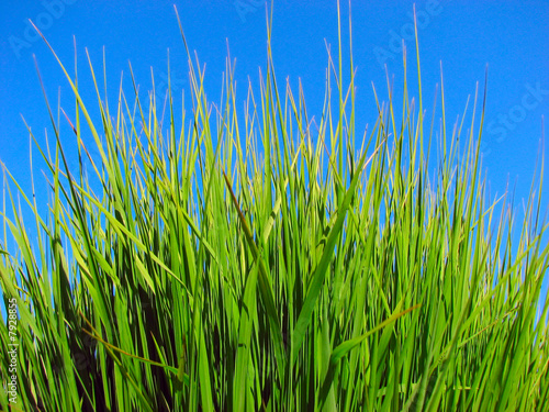 green grass