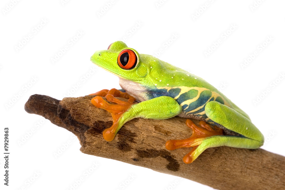 Obraz premium frog closeup on white