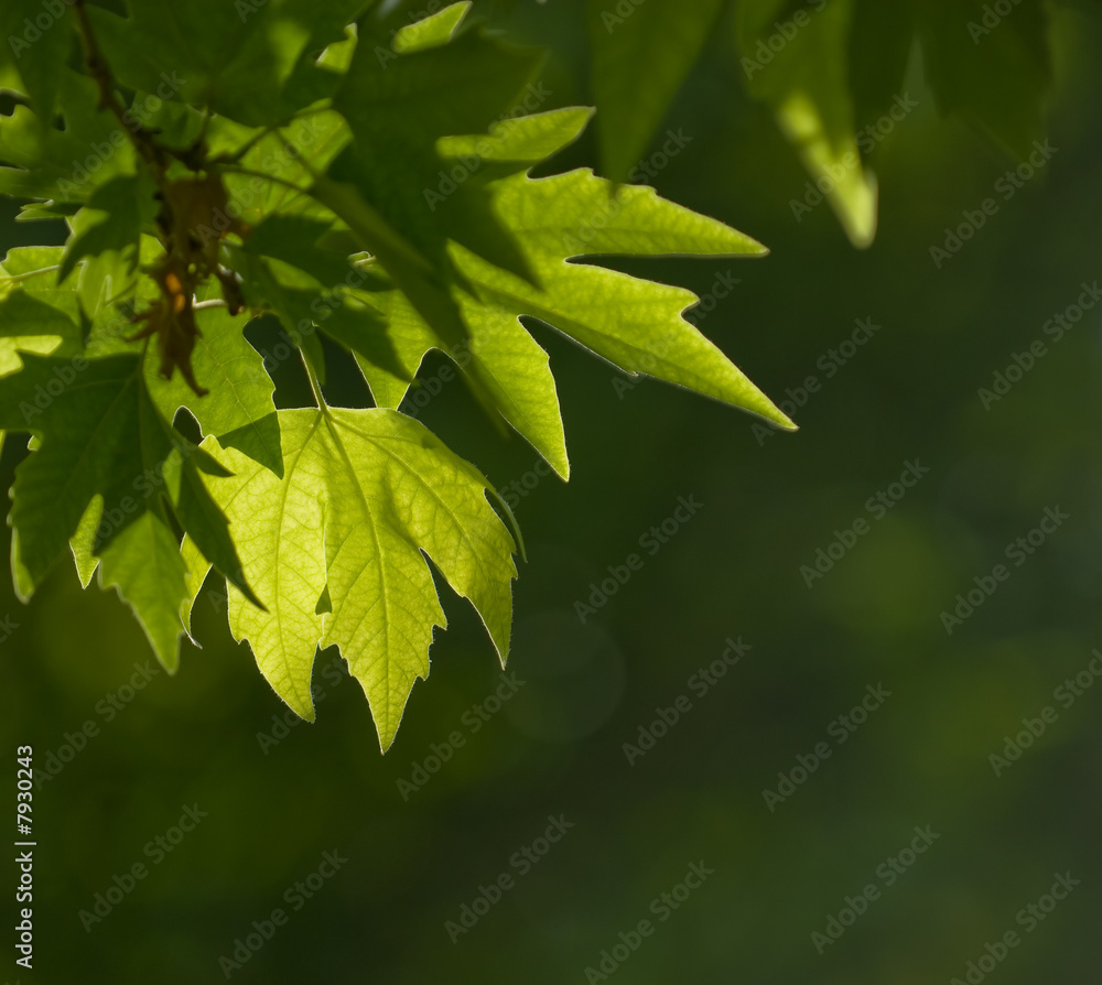green leaves, shallow focus