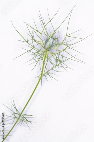 Nigella Damascena