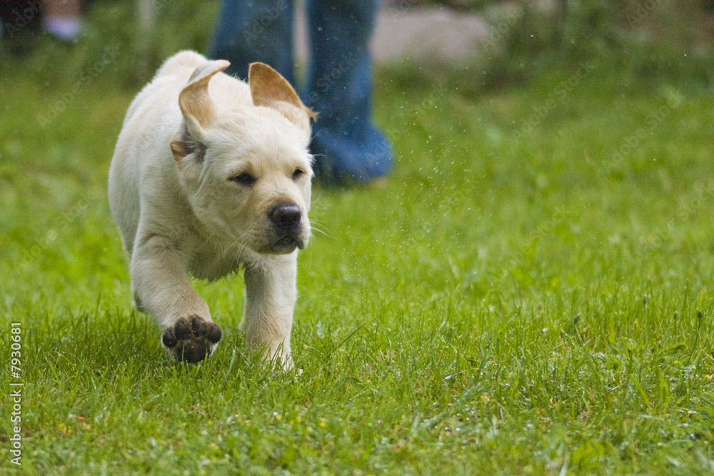 labrador