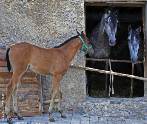 Horse with foal 