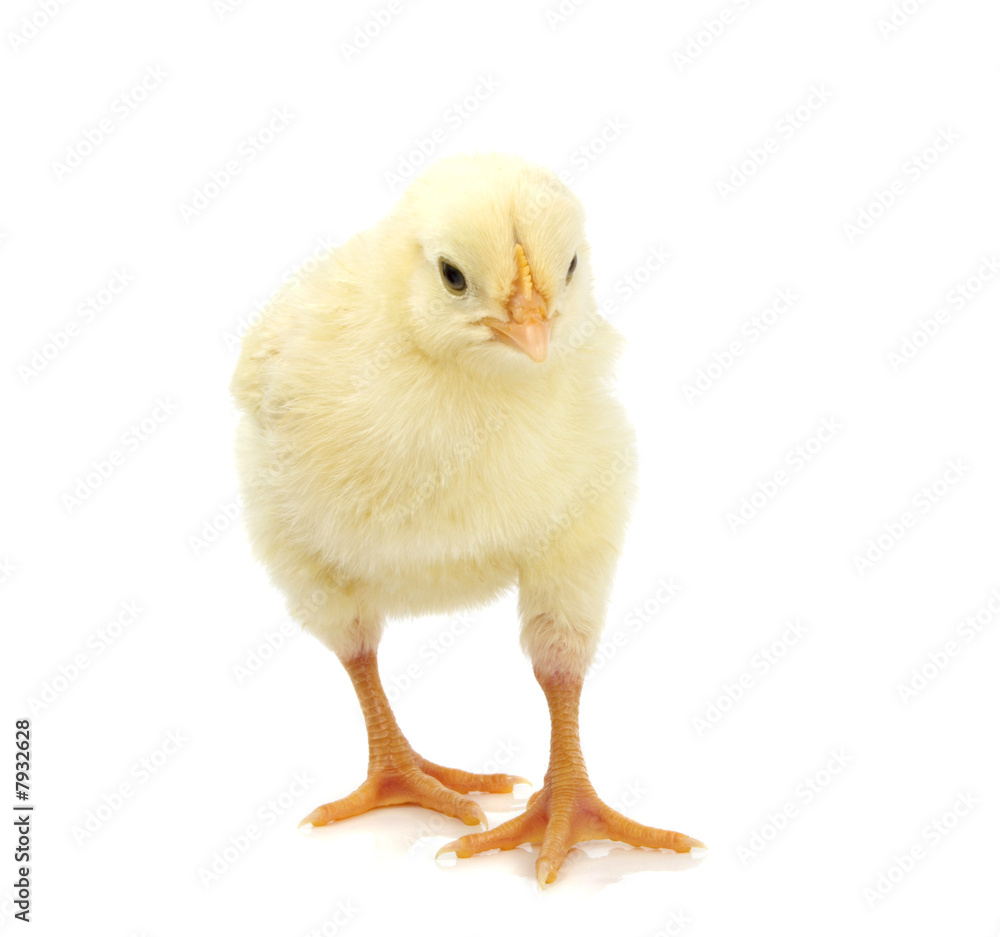Fototapeta premium cute yellow chik