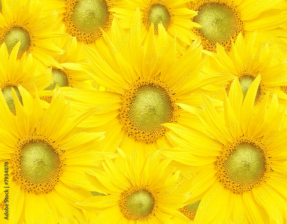 Obraz premium Beautiful yellow Sunflower petals closeup