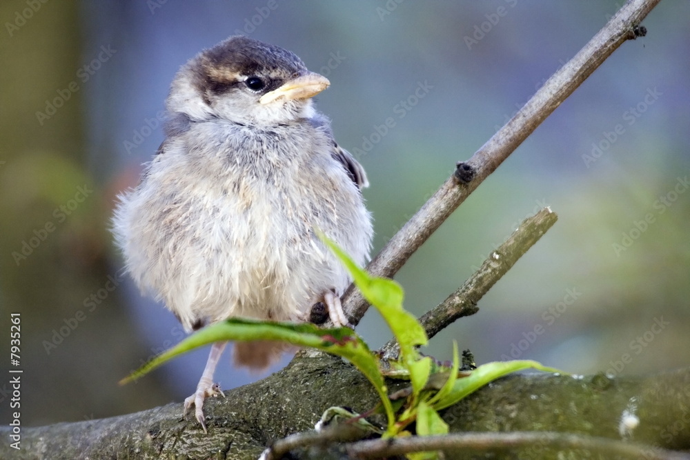 Obraz premium Small young bird standing proud on the tree branch.