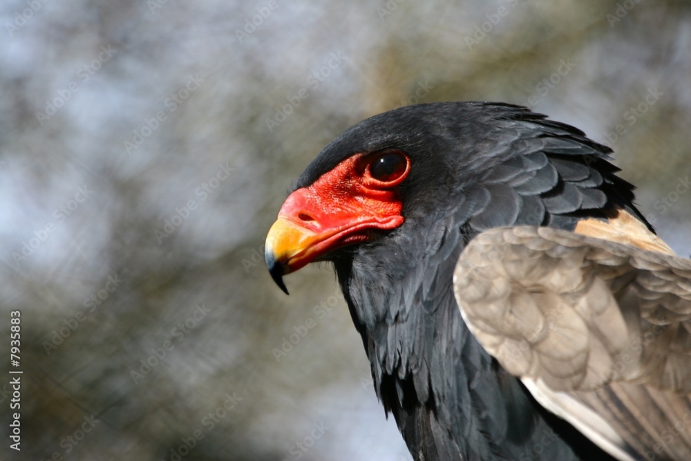 rapace