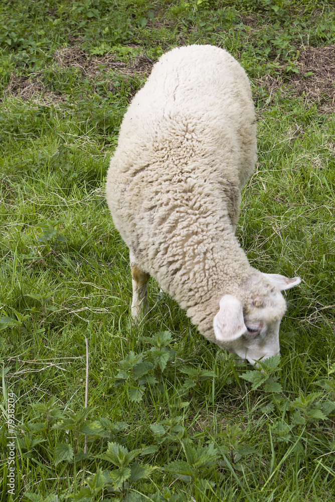 Obraz premium Lamb