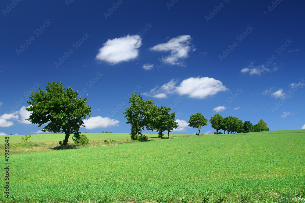 Fototapeta premium blissful summer landscape with tree line
