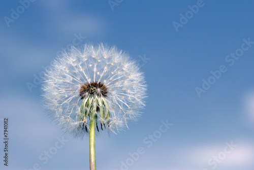 Dandelion