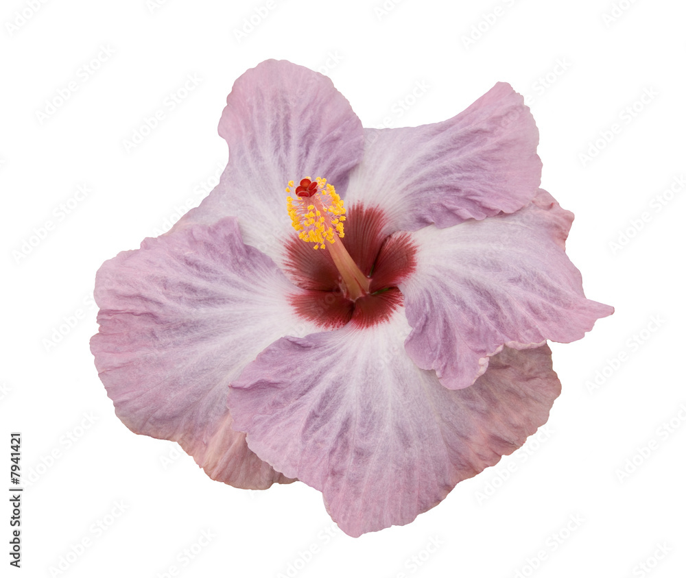 Fototapeta premium Hibiscus Violetta