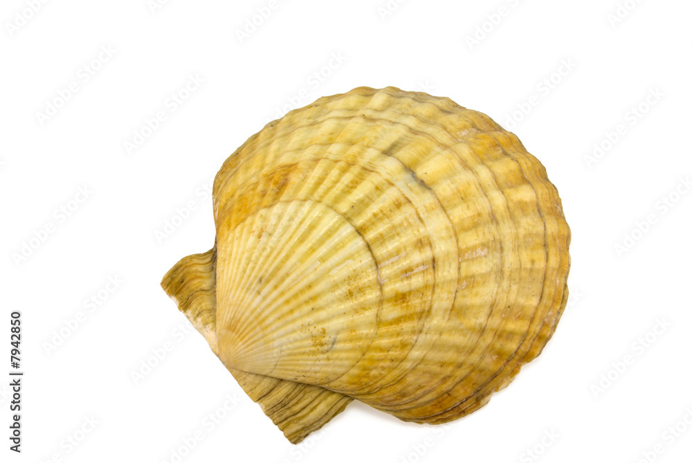 Mollusk shell