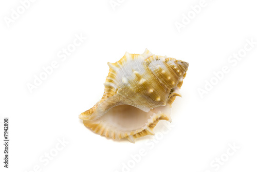 Mollusk shell