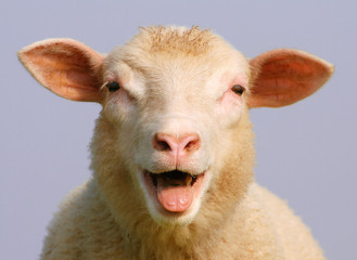 Ingelijste posters Schaap Schaap close-up in weiland  © Tom Bird