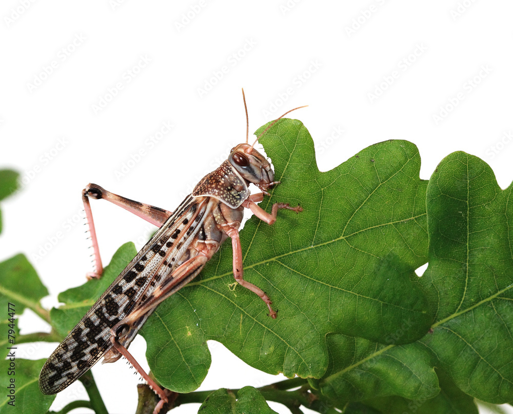 Fototapeta premium Locust