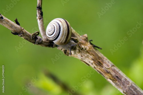 Detail of the snail on a branch