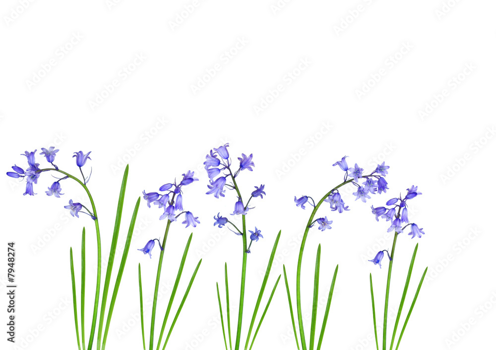 Naklejka premium Spring Bluebells